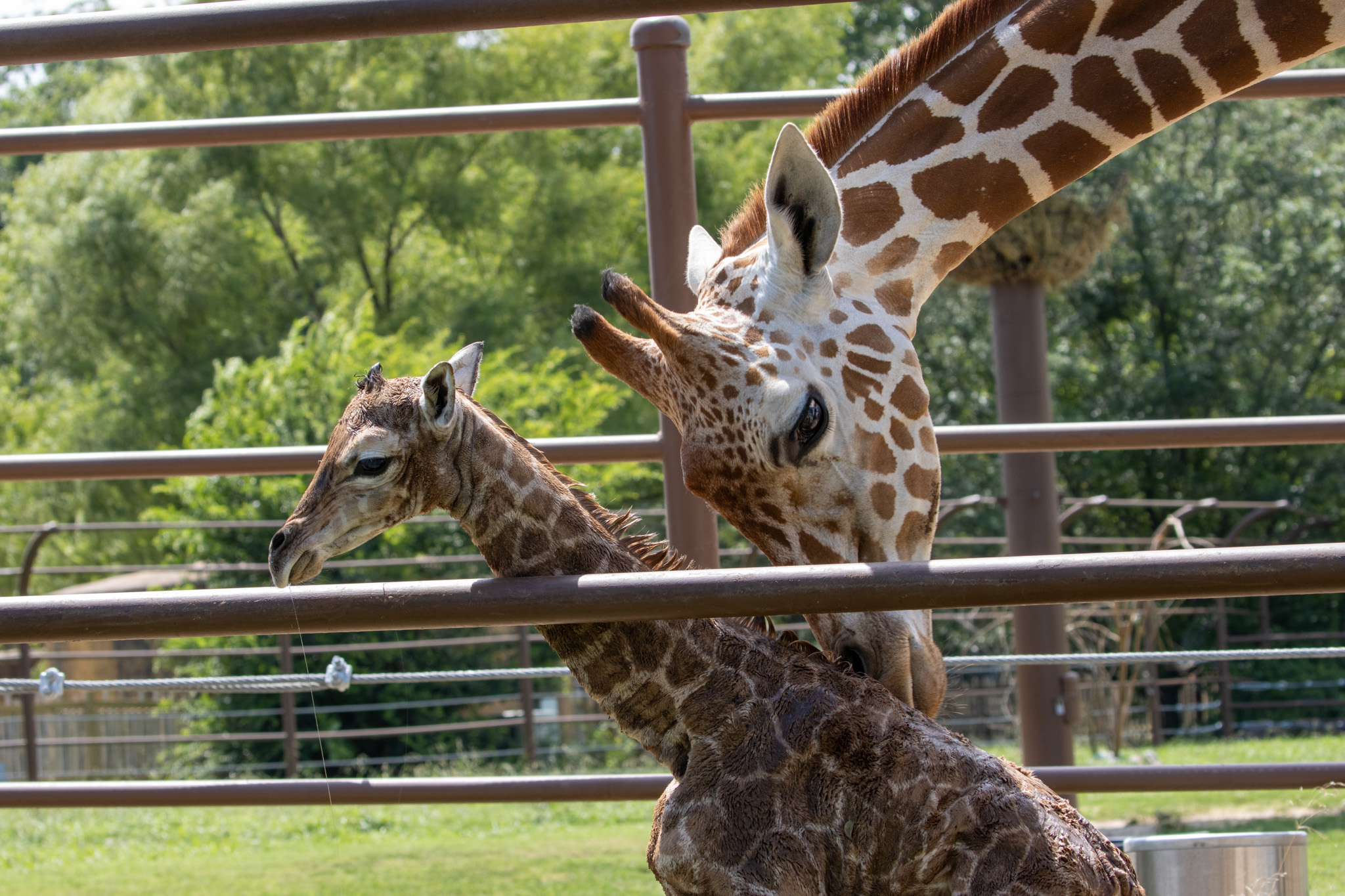 Tour the Tulsa Zoo